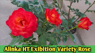 EXIBITION HT ROSE ALINKA || ALINKA HYBRID TEA ROSE || EXIBITION ROSES ||