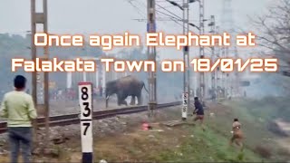 আরও একবার হাতির হানা ফালাকাটায় ১৮/০১/২০২৫। 🐘  #falakata #elephant #northbengal #dooars