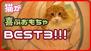 我が家の猫が喜んだおもちゃBEST3！！！| ノルウェージャンフォレストキャット