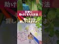 天使に助けてもらう方法 shorts うめ先生 お金の引き寄せ