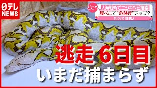 腹ペコで“危険度”アップ？「ニシキヘビ」逃亡６日目　神奈川・横浜（2021年5月11日放送「news every.」より）