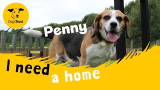 Penny the beautiful Beagle | Dogs Trust Glasgow