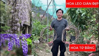 HOA TỬ ĐẰNG LOÀI HOA LEO GIÀN ĐẸP LÀM SAY ĐẮM LÒNG NGƯỜI | SĐT/ZALO: 092.692.2886