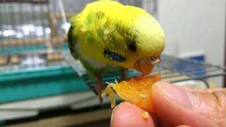 インコ ミカンを食べる 2015.10.10