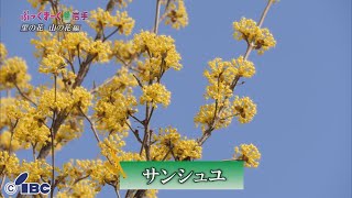 ぶっくまーく岩手　＃１２９「サンシュユ」岩手県奥州市　【里の花山の花編】