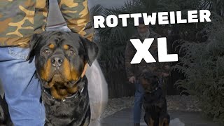 Rottweiler XL méchant ou incompris ? La fin est bouleversante !