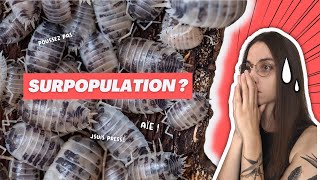 Cloportes : comment gérer la SURPOPULATION ?