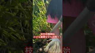 丹波黒豆枝豆収穫開始！🎥動画提供🎥農家の娘👩‍🌾Naoさん。（カット、BGM編集済み）#枝豆 #収穫 #農家 #農園 #農業女子 #農girl農life