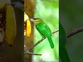 Vibrant Green-eared Barbet: Jewel of Southeast Asian Forests 🌿 #GreenEaredBarbet #AsianBirds #shorts