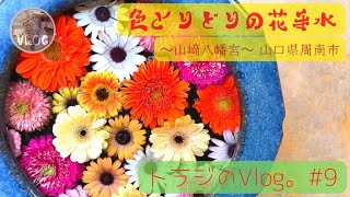 出張トラジのVlog。#9 「色とりどりの花手水  ~山﨑八幡宮~ 山口県周南市」