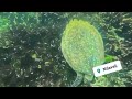 🌊 scuba diving at nilaveli beach sri lanka underwater adventure 🐠🤿