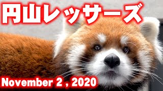 【レッサーパンダ】今日の円山レッサーズ　Red Pandas at Maruyama Zoo