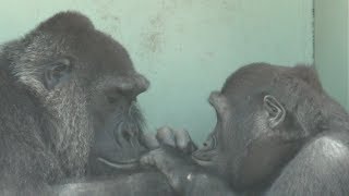 【京都市動物園】ゴリラの赤ちゃん、ゲンタロウが大接近　Gorilla baby, Gentaro comes close