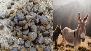 KARANGUÉ PIR ,KOU RÉP REK MOLAY LIGUÉY ,KOULA LIGUÉY FÉBAR DIGUA MOUTH SI LÉP