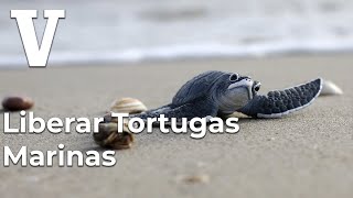 liberar tortugas