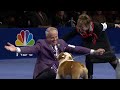 National Dog Show 2019 Best in Show Full Judging  NBC Sports