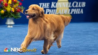 National Dog Show 2019: Best in Show (Full Judging) | NBC Sports