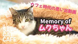 ムクちゃんの思い出動画です　[SAVE CAT CAFE]