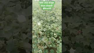 शेतकरी सगळ्यांचा बाप आहे #shetkari #viral #news #goneviral #subscribe #motivation #support #like