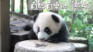 《熊貓早晚安》自娛自樂的“憨憨” | iPanda熊貓頻道