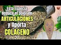 😱 ESTA ESPECIA REDUCE EL DOLOR EN LAS ARTICULACIONES Y APORTA COLAGENO 😱