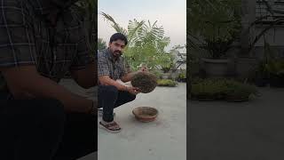 Make gulmoher bonsai/बोनसाई गुलमोहर