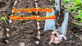 یک ویدیو جالب از یک مزرعه ژاپنی که داخلش سیر کاشت و برداشت میکنن!؟