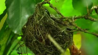 Nesting silvereye - tauhou (Waxeye) in Scorching Bay reserve.