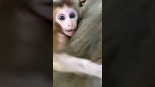 cute baby monkey 🥰😍🐒 #shorts #short #shortvideo #shortsvideo #monkey