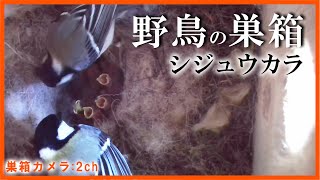 シジュウカラの巣箱 孵化 6日目 【Live 巣箱カメラ(2ch)】 Nest Box Camera 2021/05/26