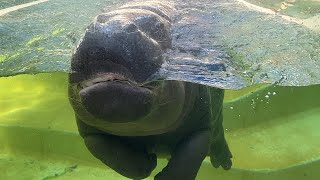 ぷかぷかモトモトくん【2023年8月11日】【上野動物園】コビトカバ