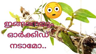 ഓർക്കിഡ് നടാൻ വ്യത്യസത്തമായൊരു രീതി...