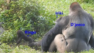 Iriki 媽 Ringo D'jeeco 20211105-1509 金剛猩猩 D'jeeco family TaipeiZoo Gorilla