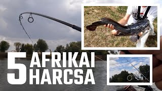 5 afrikai harcsát fogtam | Harcsa horgászat