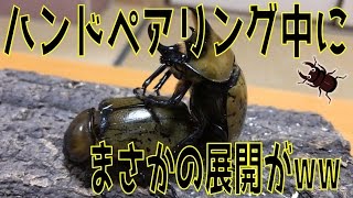 【昆虫採集★カブトムシ★クワガタムシ　ティティウスシロカブトをハンドペアリングしてみる】（くろねこチャンネル）