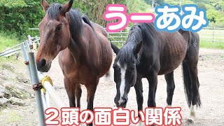 ハルウララ＆アミちゃんは仲良しですが、食べ物が絡むと話は違います【マーサファームのお馬さん】