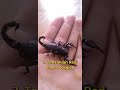 top 10 most Dangerous Scorpions🦂 in the world 🌍 #top10 #viral #short