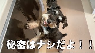 【一人暮らしの多頭飼い】ミニチュアシュナウザーとの穏やかな日常　秘密はナシだね！