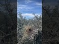 Cactus wren nest safely protected by thorny bush #nature #nest #newmexico