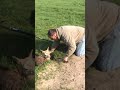 Hero Farmer Rescues Lost Alpaca