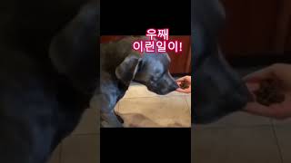 너무 오버하지마! #shorts  #강아지 #웃긴영상 #puppy