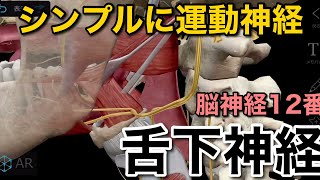 【舌下神経】シンプルに運動神経（解剖学）