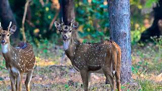 Melghat Tiger Reserve (MTR), Akola-Maharashtra, Nov-2023.