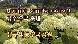 (4K)공주 수국 축제, 공주의 유구색동수국 공원(Gongju Suguk Festival, Gongju Yugu Saekdongsuguk Park)