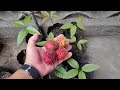 Paano Magpatubo ng Rambutan Seeds (Grow Rambutan from Seeds )- English caption