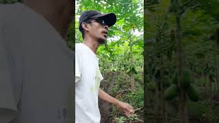 MELIHAT PERKEMBANGAN BUAH PEPAYA CALIFORNIA DI KEBUN