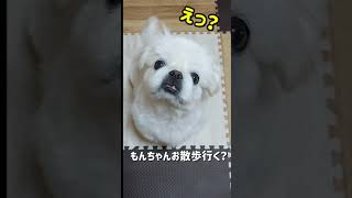 首をかしげるもんちゃん#short#ペキニーズ