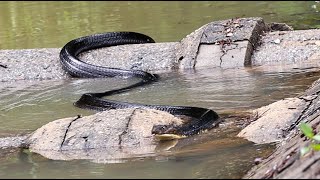 HUGE king cobra swimming right towards me