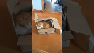 猫とお気に入りAmazon箱♪眠たくなります【cats and ~】