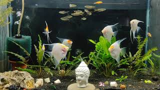 Platinum koi head Angel Fish in Ahmedabad#aquarium #aquariumhobby #plantedaquarium #aquascape